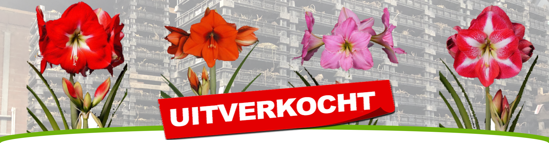 Geef een Amaryllis kado