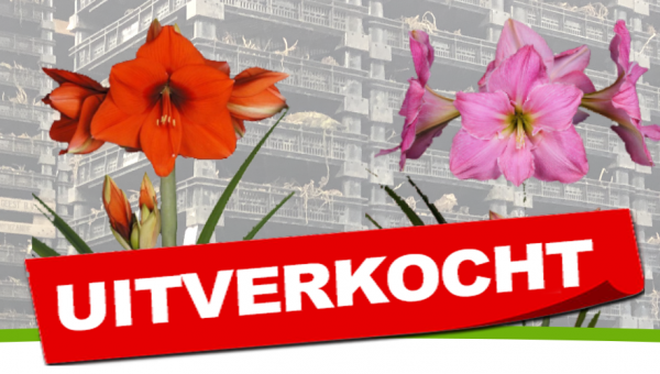 Geef een Amaryllis kado